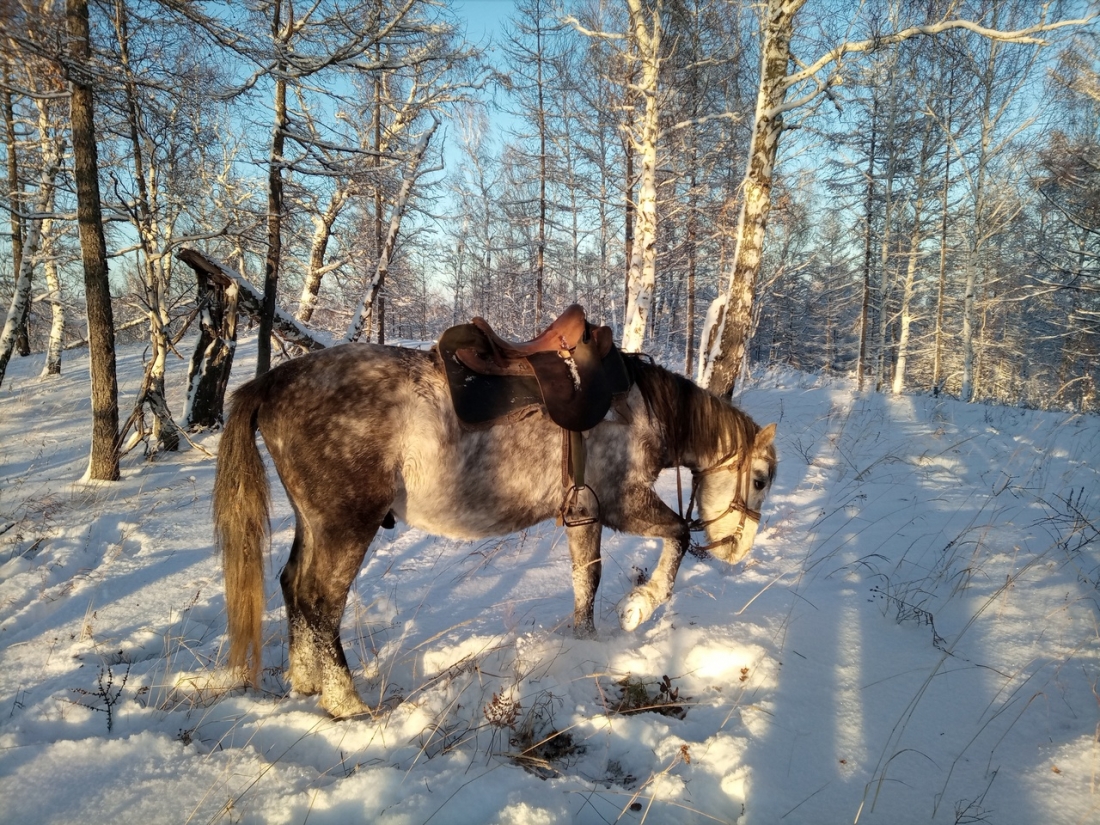 Для чего люди катаются на лошади?