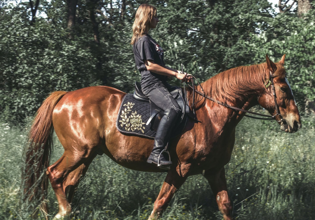 10 Funny &amp; Weird Horse Facts You Didn&rsquo;t Know